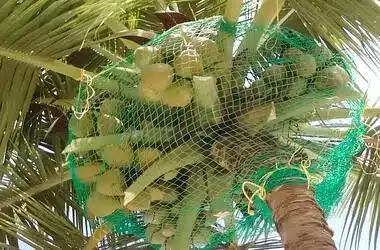 Defender Nets-Coconut Tree Safety Nets