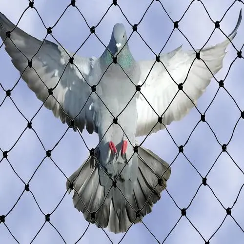 Pigeon Netting Service