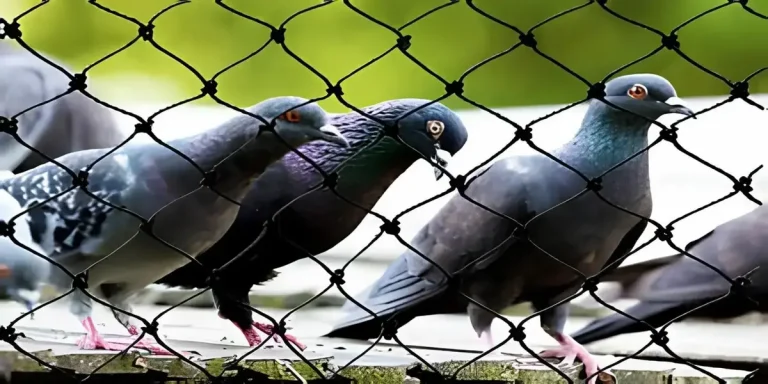 Pigeon Safety Nets in Hyderabad