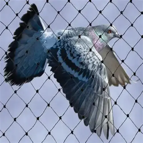 Best Quality Net for Pigeons in Visakhapatnam
