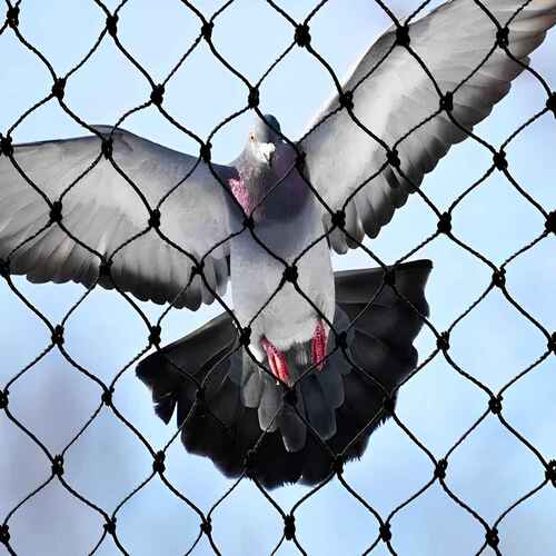 Premium Net for Pigeons in Visakhapatnam